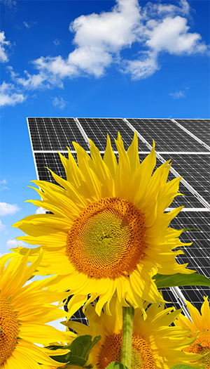 Agrisolare fotovoltaico girasoli